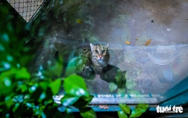 Saigon Zoo and Botanical Gardens launches nightly animal tours