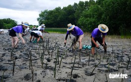 11,500 mangrove trees planted to restore Thi Nai Lagoon ecosystem in Vietnam