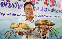 Vietnam’s Ca Mau to spend almost $343,000 on crab genetic conservation, development
