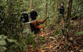 Indonesia moves 8 endangered orangutans to safety after Borneo fires