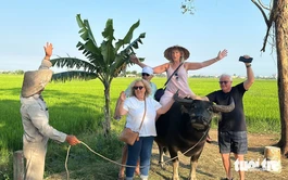 Buffalo riding in Da Nang rice fields offers foreign visitors hands-on taste of rural Vietnam