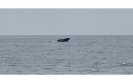 Whale sighting delights visitors in Vietnam’s Mui Ne waters