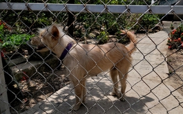 Dog meat seller dies of rabies in Vietnam’s Mekong Delta