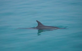 Dolphin swims close to shore at Vietnam’s Ly Son Island, drawing crowds