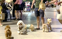 Vietnam to fine dog owners up to $76 for failing to muzzle pets in public