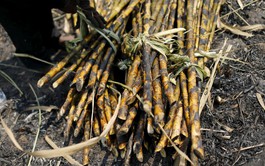 Hot weather hurts Asian crops as powerful El Nino takes shape