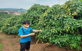 Northern Vietnamese province to welcome 190 Chinese traders for lychee purchase