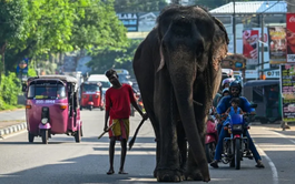Sri Lanka bans single-use plastics to save elephants
