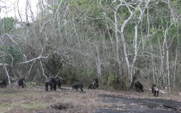 Scientists observe chimpanzees using human-like warfare tactic