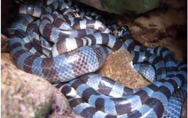 Official rejects report of world’s most venomous snakes on south-central Vietnam island