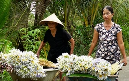 Water lilies flourish in Vietnam’s Ca Mau, bring alternative income opportunities to locals