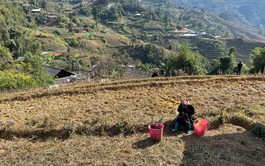 Explore tranquil beauty of Mu Cang Chai’s off-season terraced fields in northern Vietnam