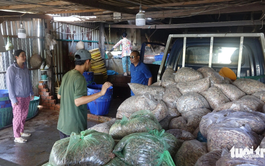 Phu Quoc residents busy making dried fish, shrimp for Tet