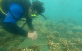 Gardeners of the ocean: Planting coral under sea in Vietnam’s Khanh Hoa