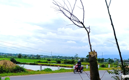 Dying trees line Da Nang road