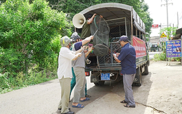 Growing concerns over free-roaming dogs at tourist sites in Vietnam