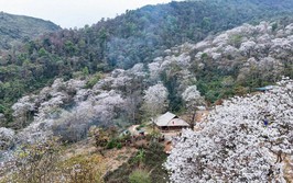 Nặm Cứm: Hoa ban cổ thụ đẹp trắng trời giữa núi rừng Điện Biên