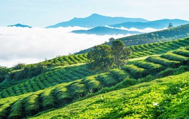 Đồi chè Cầu Đất