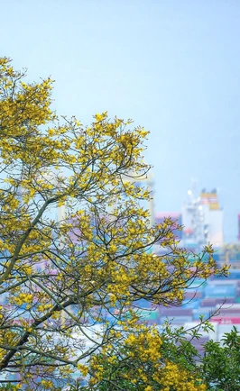 Sơn Trà mùa hoa nở, mùa voọc về
