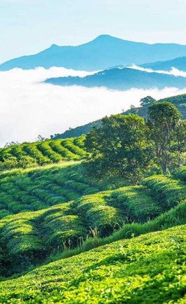 Đồi chè Cầu Đất