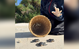 The sea turtle guardians of Vietnam’s Con Dao Island