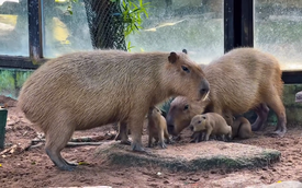 Three baby capybaras named ‘I Love You’ join Saigon Zoo