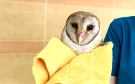Barn owl with clipped wings dies despite rescue efforts in Ho Chi Minh City