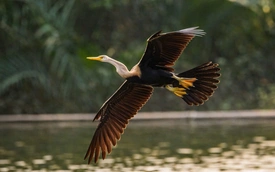 Growing number of rare darter birds spotted at Ho Chi Minh City’s Crescent Lake
