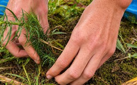 Travelers plant trees as part of their Ha Giang Loop adventure in Vietnam