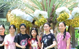 A date palm garden in southern Vietnam is drawing hundreds of visitors every week