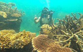 You’ve seen Nha Trang from the beach. Now, see it from underwater