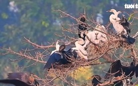 Rare Oriental darter colony spotted nesting in southern Vietnam