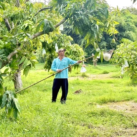 Độc đáo những vườn xoài trên núi ở Hòn Đất (An Giang)
