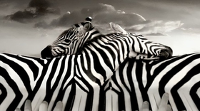 Quiz: Bạn là người có lập trường vững vàng?