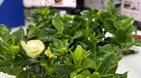 Hoa dành dành là hoa gì mà 'gây nghiện' từ câu hát đến việc tìm mua?