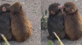 'Chú khỉ cô đơn' Punch chính thức có bạn gái