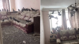 Quên đóng cửa sổ 3 năm, căn hộ biến thành... tổ chim bồ câu