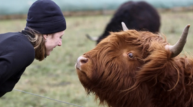 Những chú bò bị chủ 'làm xấu đi' để né mấy tay săn ảnh