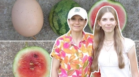 Dưa hấu 'size trứng gà': có gì lạ ngoài kích cỡ?