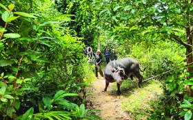 Gian nan đưa trâu ra khỏi rừng