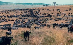 Con người di chuyển nhiều gấp 40 lần toàn bộ động vật hoang dã