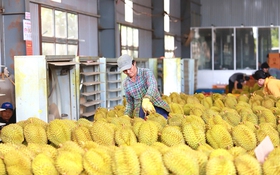Đã có giải pháp căn cơ cho xuất khẩu sầu riêng
