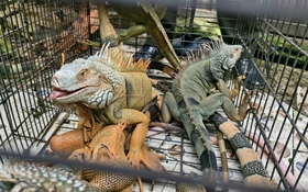 Phát hiện 75 con rồng Nam Mỹ không có hồ sơ hợp pháp nuôi nhốt ở xã Nhà Bè, TP.HCM