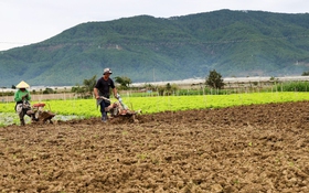 Không để TP.HCM thiếu rau Tết