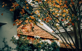 Đà Lạt, mùa lá đổi màu...