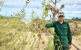 Sớm rót vốn cho nhà vườn vùng lũ