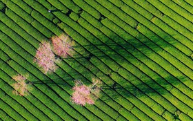 Mai anh đào vào mùa, Đà Lạt ‘siết’ chuẩn dịch vụ đón khách nghỉ dưỡng