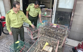 5 người bày bán 1.000 con chim không có hồ sơ hợp pháp bị phạt 7 triệu đồng