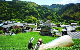 Cả thế giới đang uống matcha