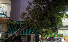 TP.HCM mưa lớn chiều 11-9, cây cối ngã đổ, đường sá ngập nặng